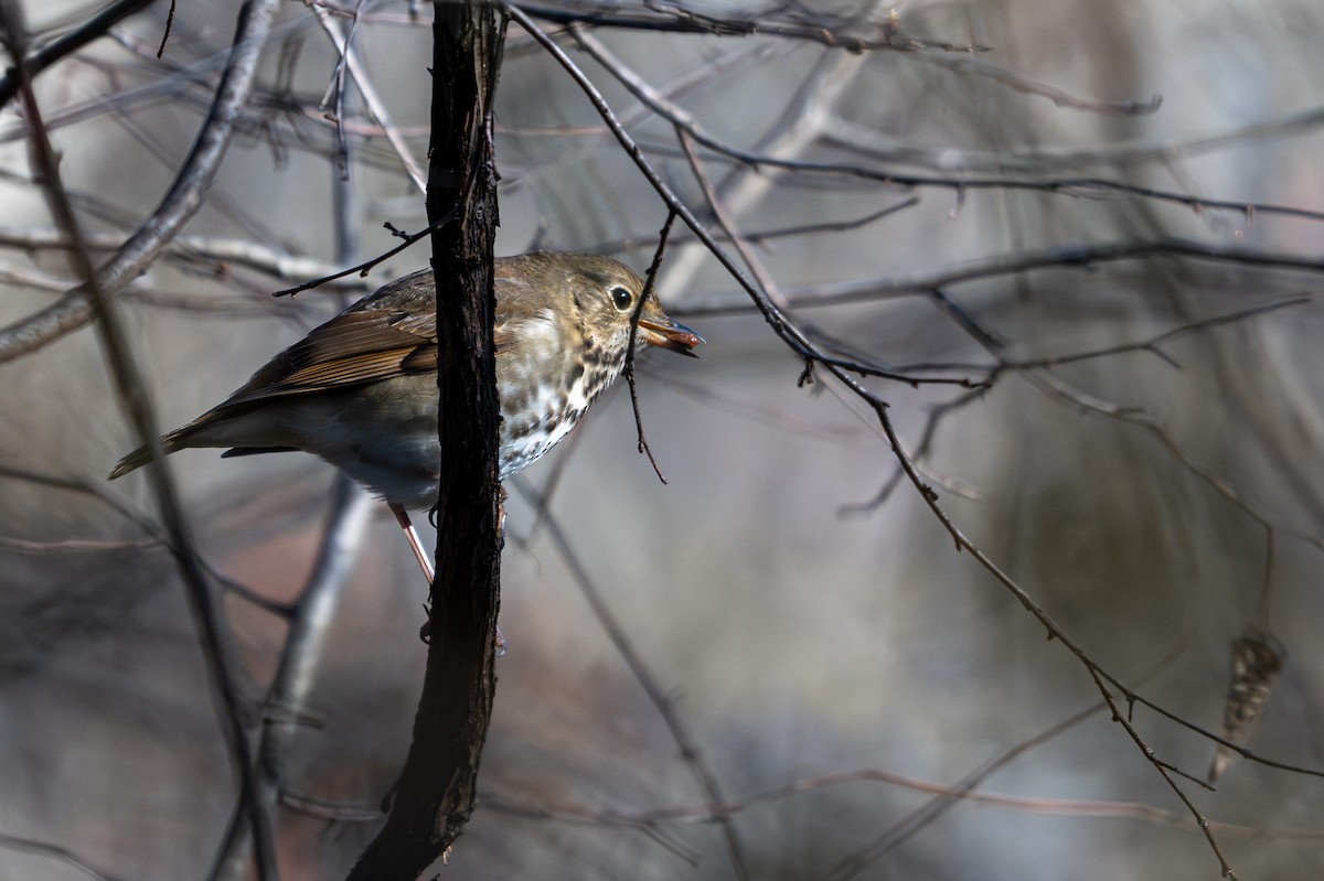 Hermit Thrush - ML644533164