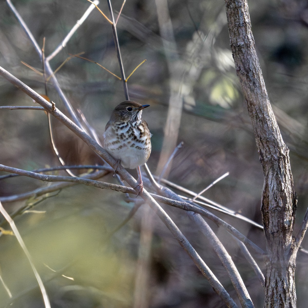 Hermit Thrush - ML644533165