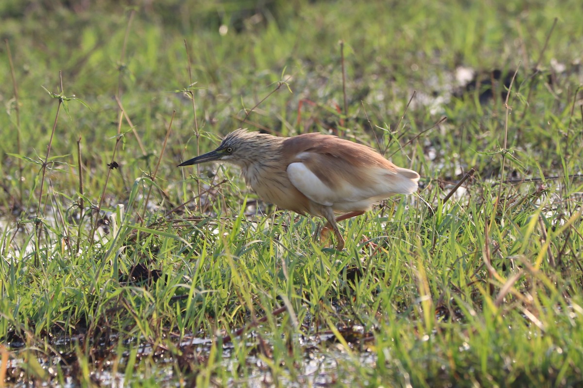 Squacco Heron - ML644533171
