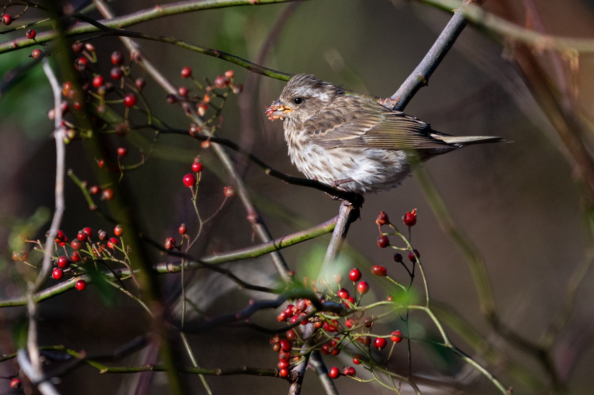 Purple Finch - ML644533172