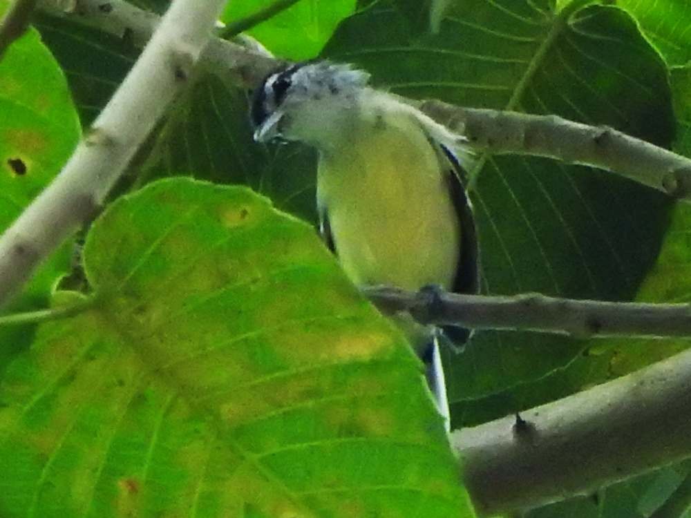 Rusty-winged Antwren - ML644533175