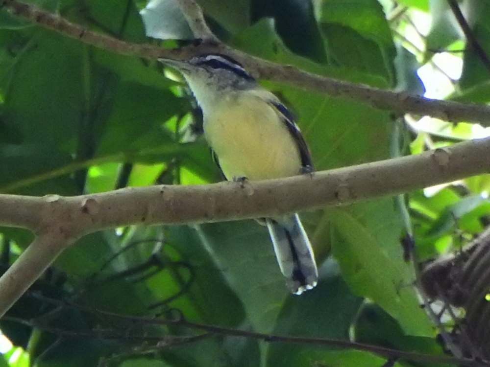 Rusty-winged Antwren - ML644533178