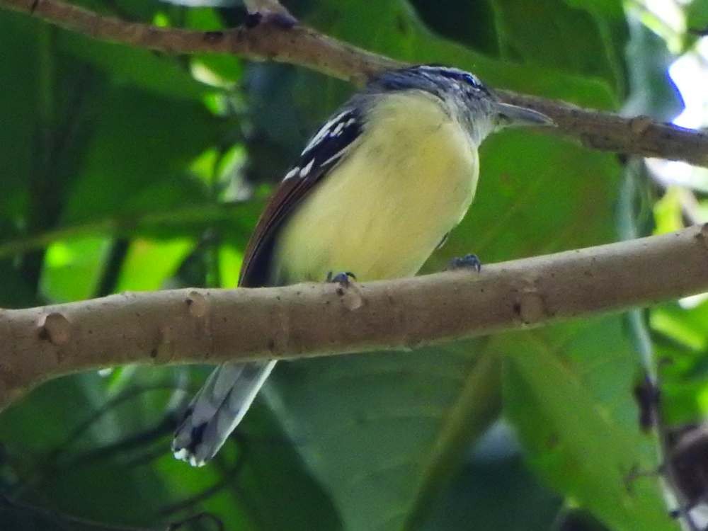 Rusty-winged Antwren - ML644533183