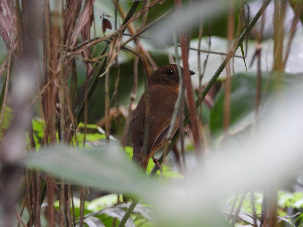 Red-crowned Ant-Tanager - ML644533185