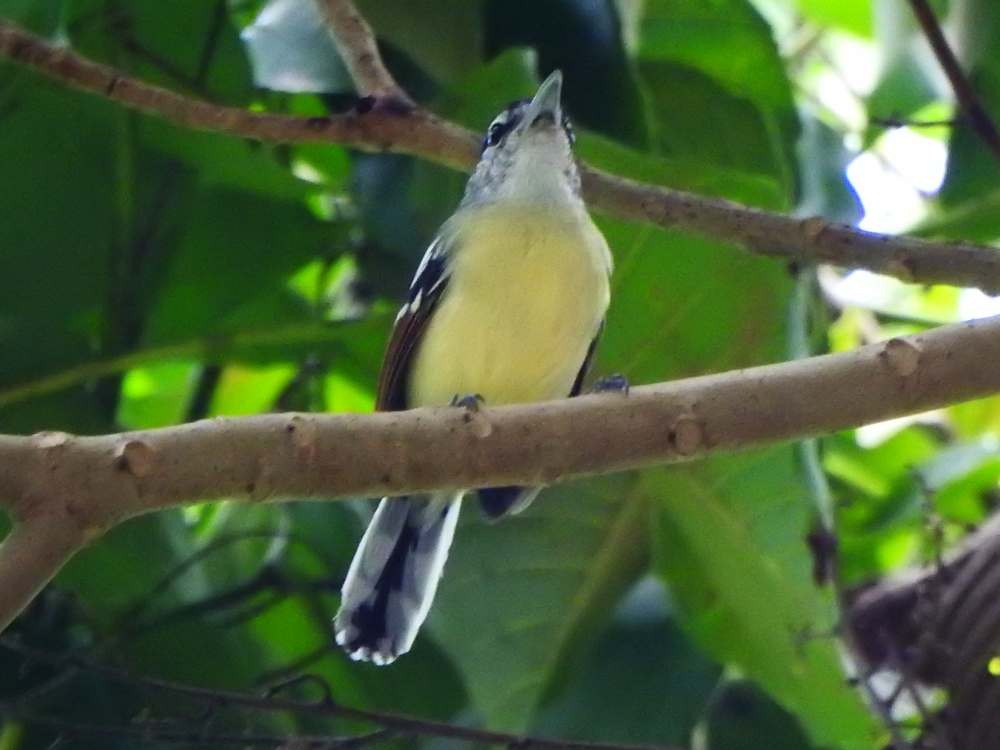 Rusty-winged Antwren - ML644533191