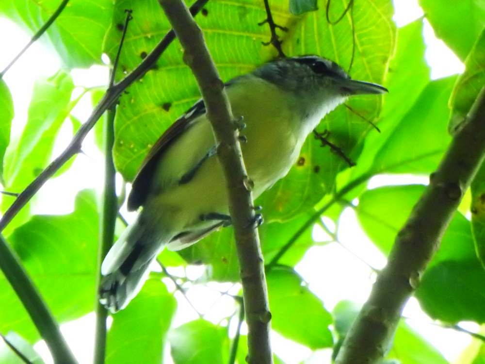 Rusty-winged Antwren - ML644533195