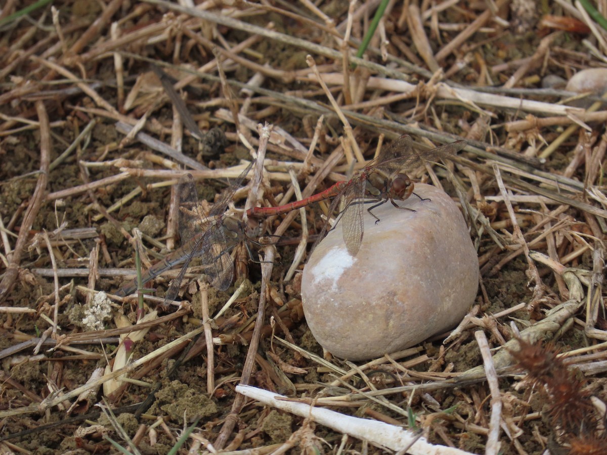 Southern Darter - ML644533196