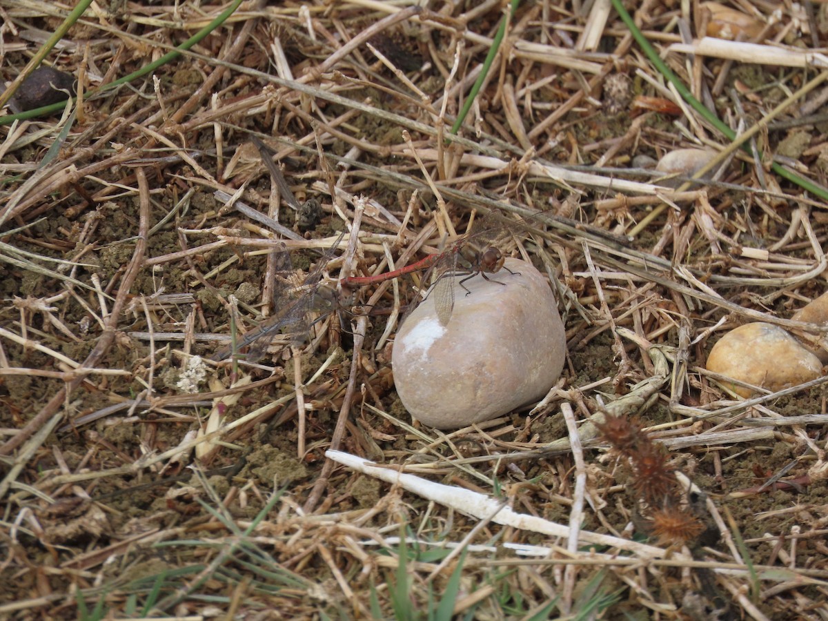 Southern Darter - ML644533197