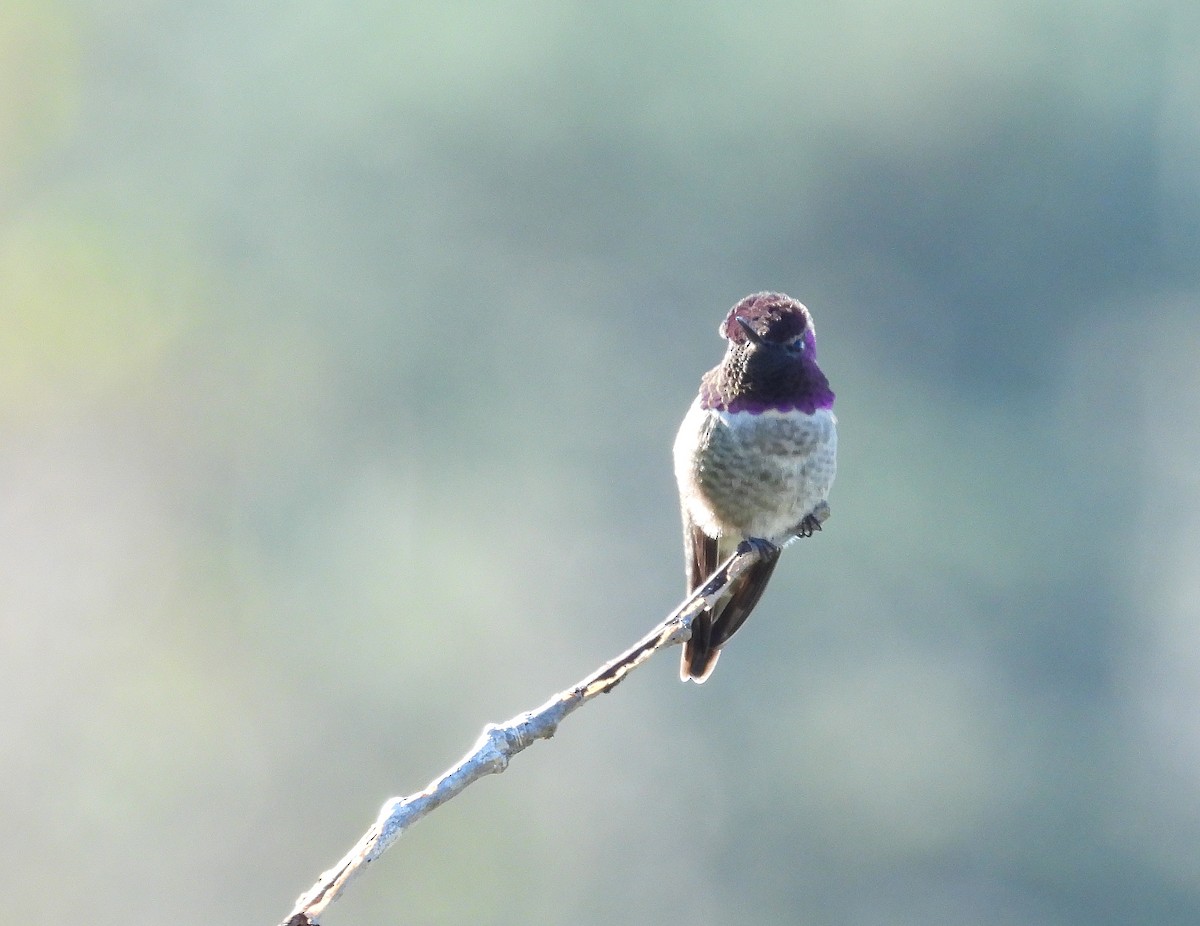 Anna's Hummingbird - ML644533209
