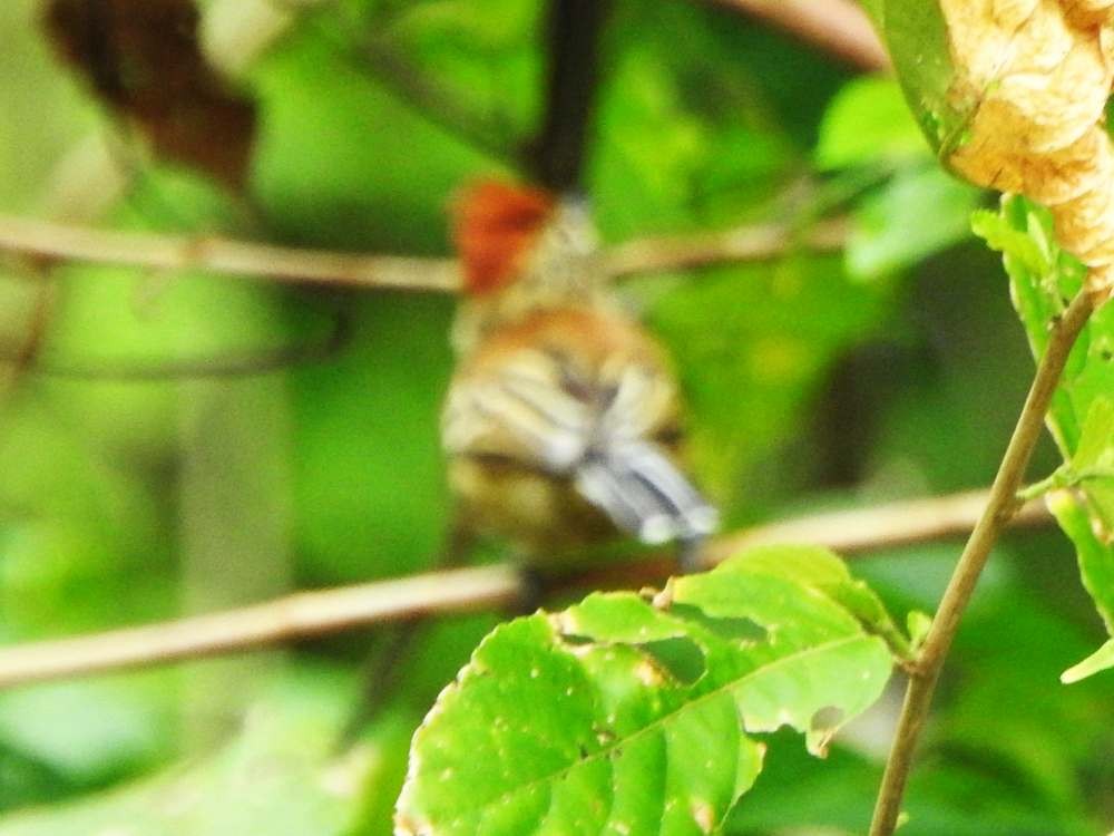 Black-crested Antshrike - ML644533216
