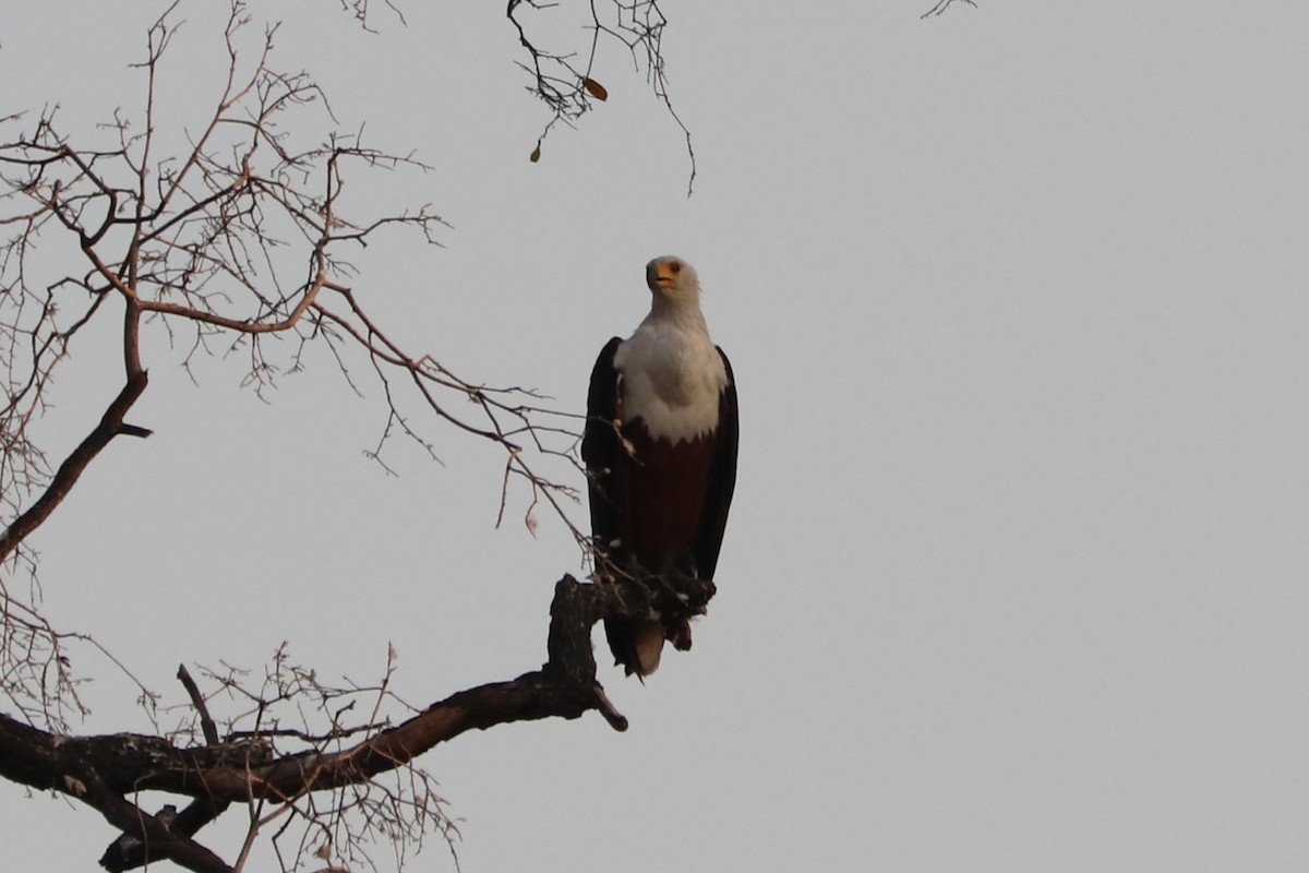 African Fish-Eagle - ML644533217