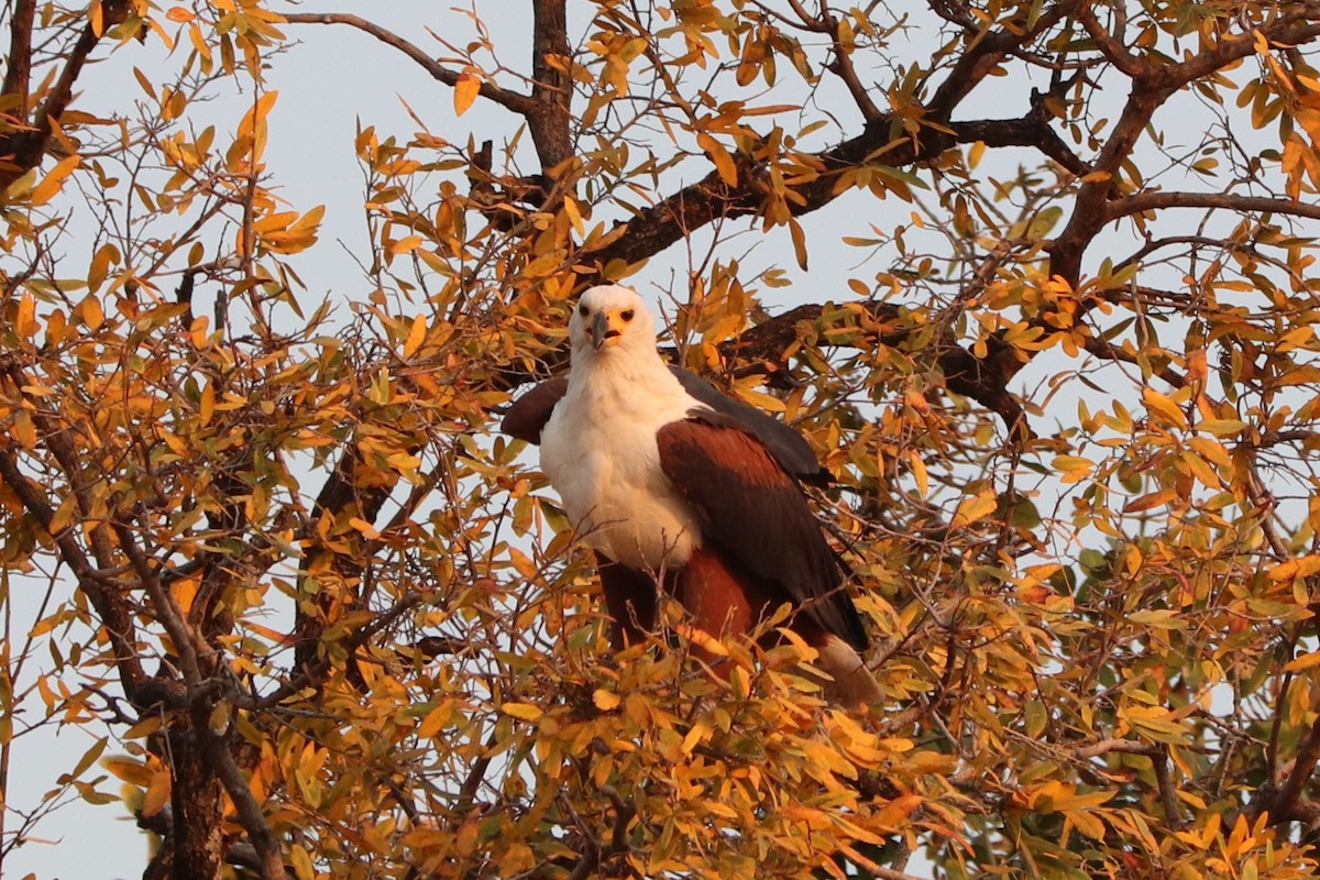 African Fish-Eagle - ML644533218