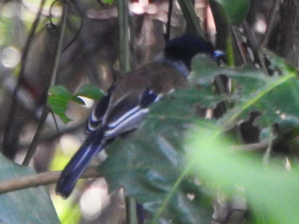 Black-crested Antshrike - ML644533224