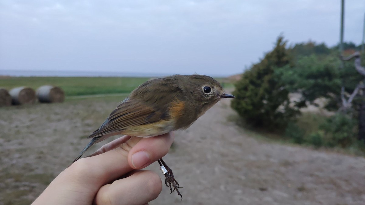 Codazzurro - ML644533246