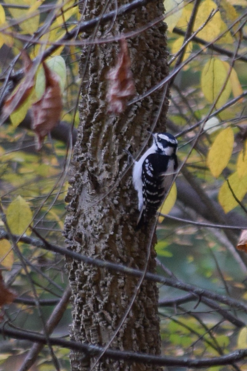 Downy Woodpecker - ML644533252