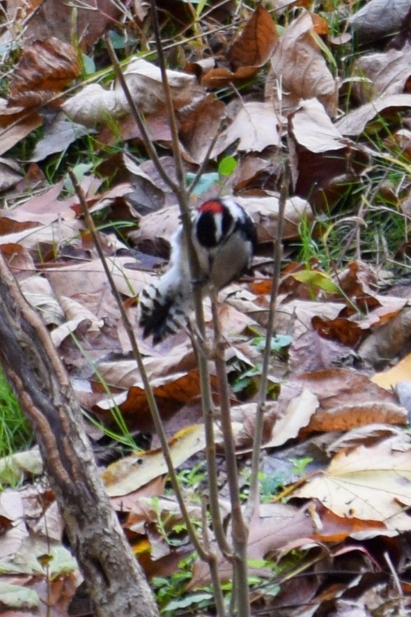 Downy Woodpecker - ML644533253
