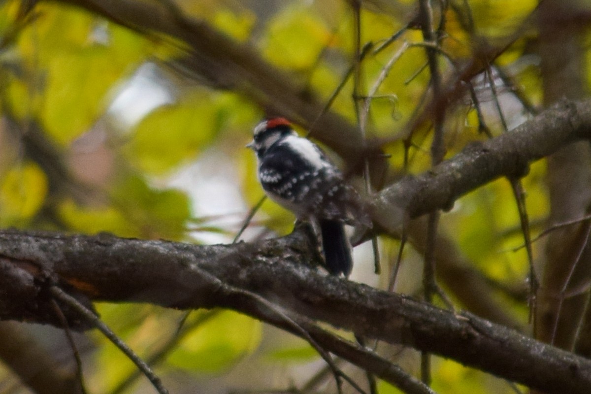 Downy Woodpecker - ML644533254