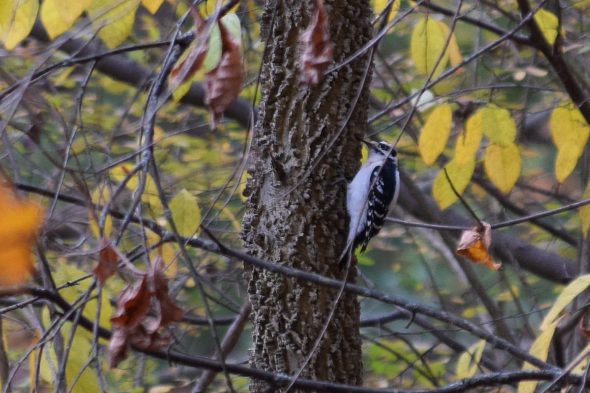 Downy Woodpecker - ML644533255