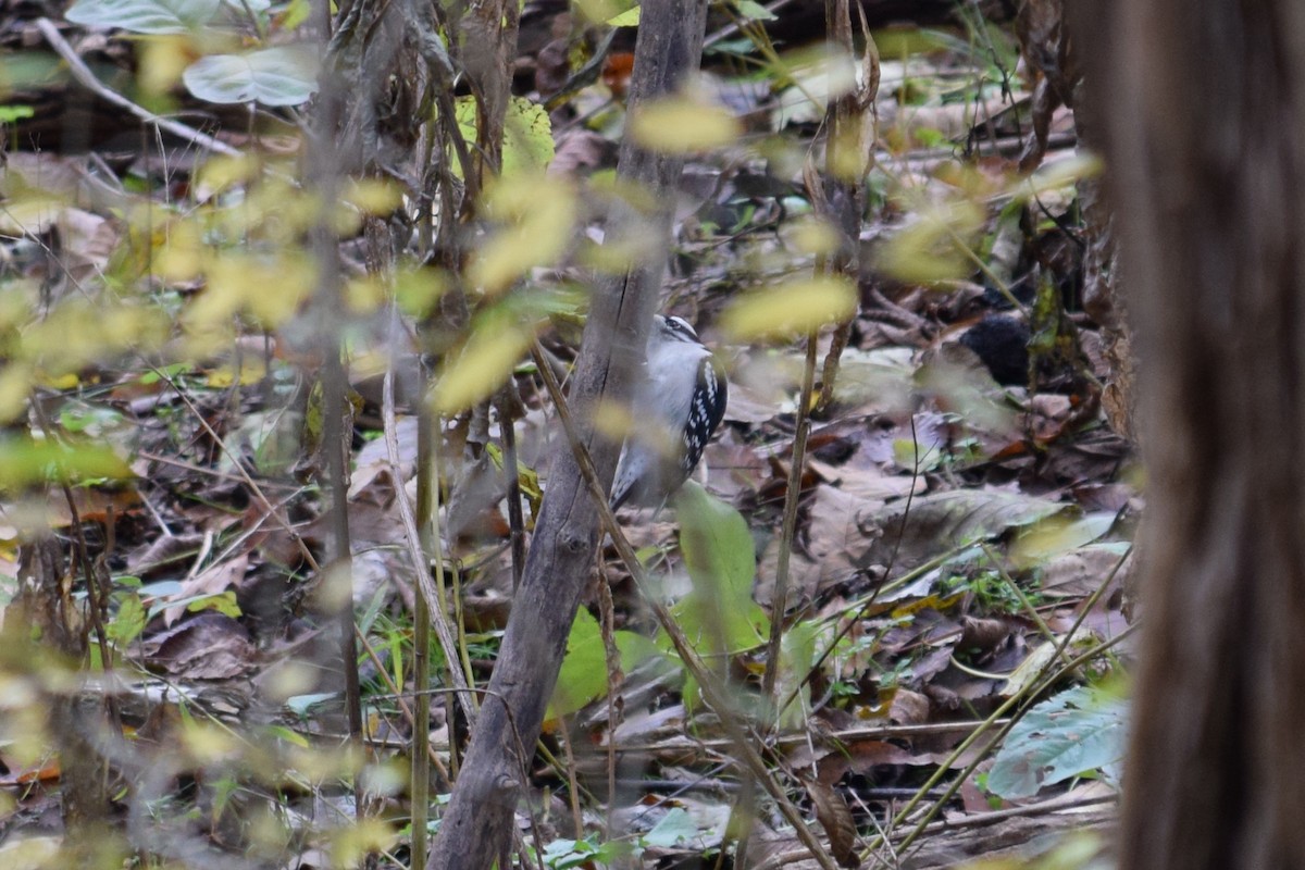 Downy Woodpecker - ML644533256