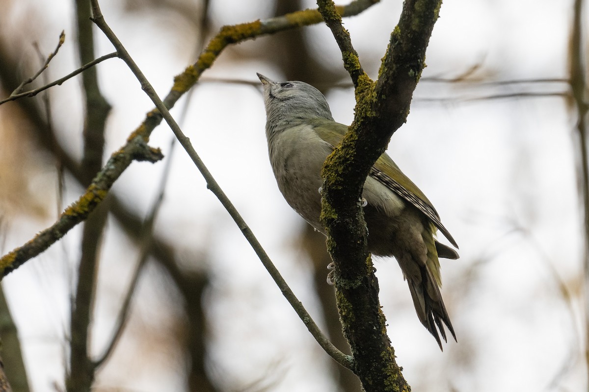 Жовна сива - ML644533257