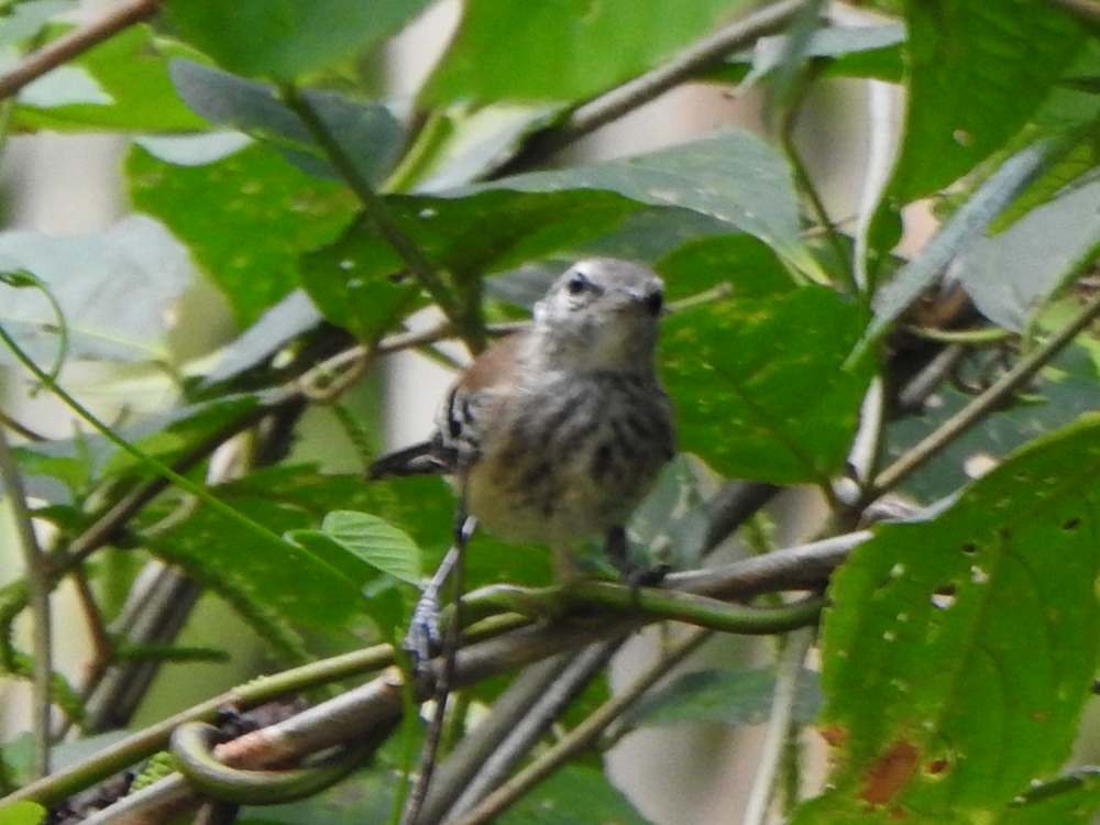 hvitsidemaursmett - ML644533264