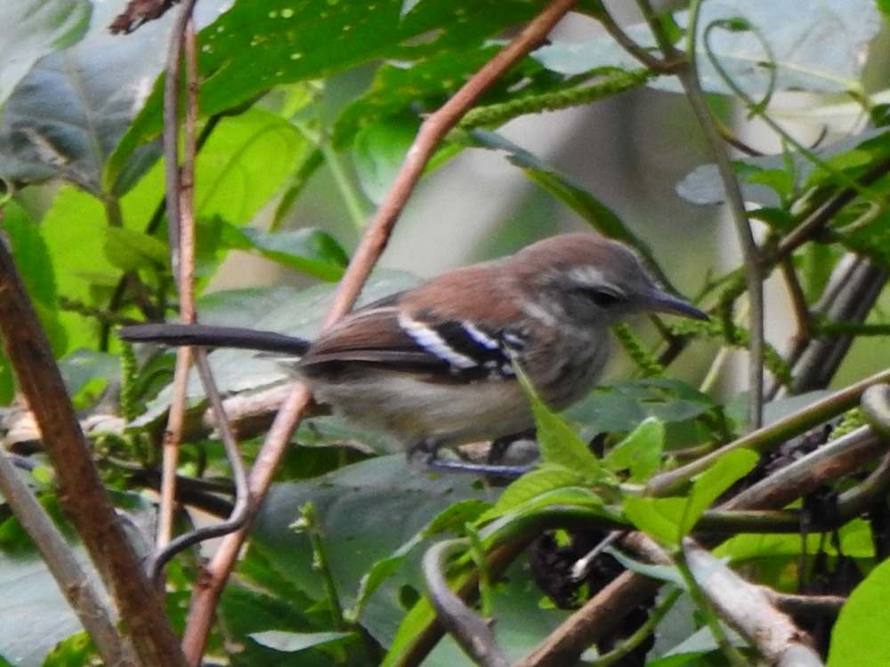 hvitsidemaursmett - ML644533268