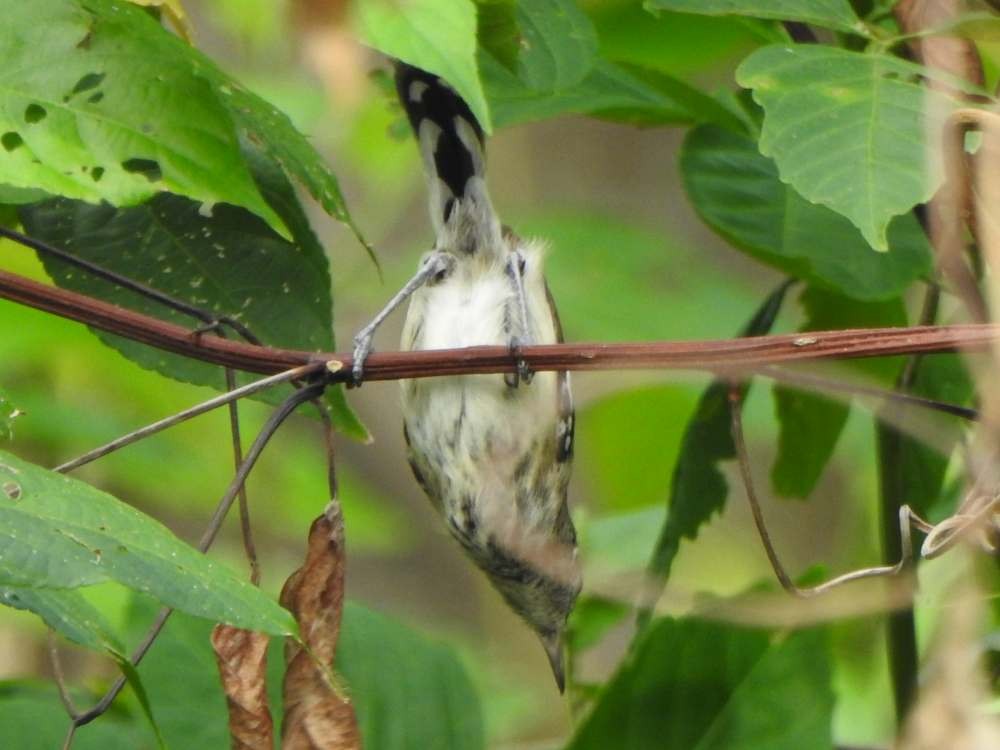 hvitsidemaursmett - ML644533275