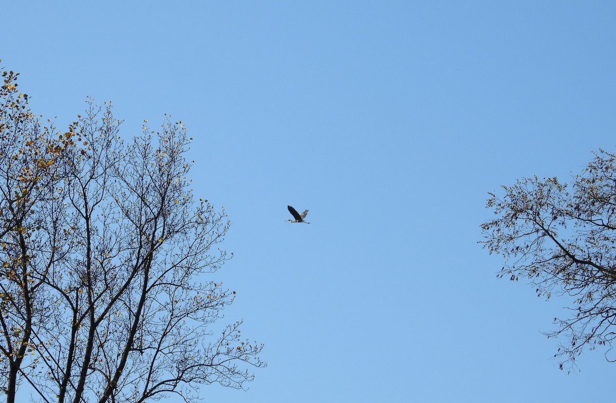 Great Blue Heron - ML644533279