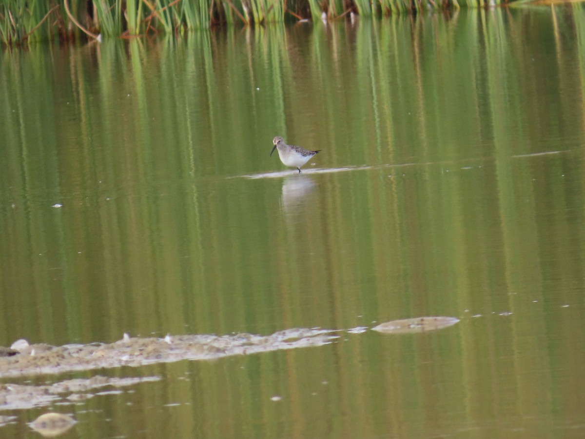 Curlew Sandpiper - ML644533281