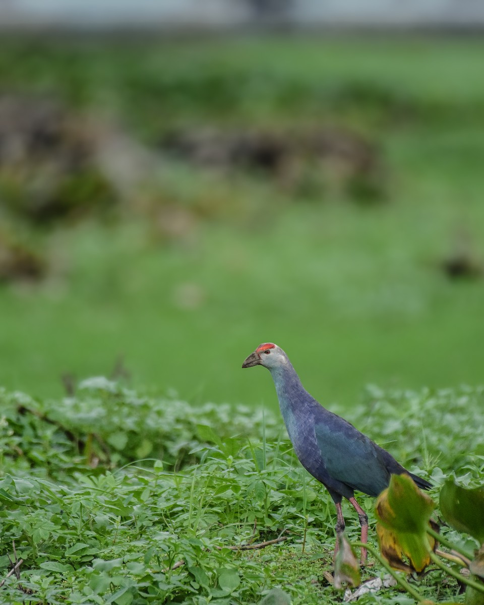 Gray-headed Swamphen - ML644533290