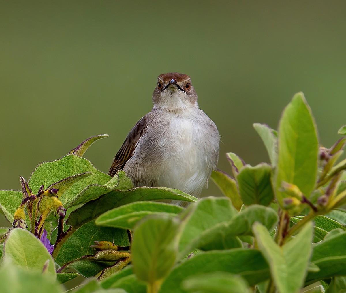 Rattling Cisticola - ML644533306