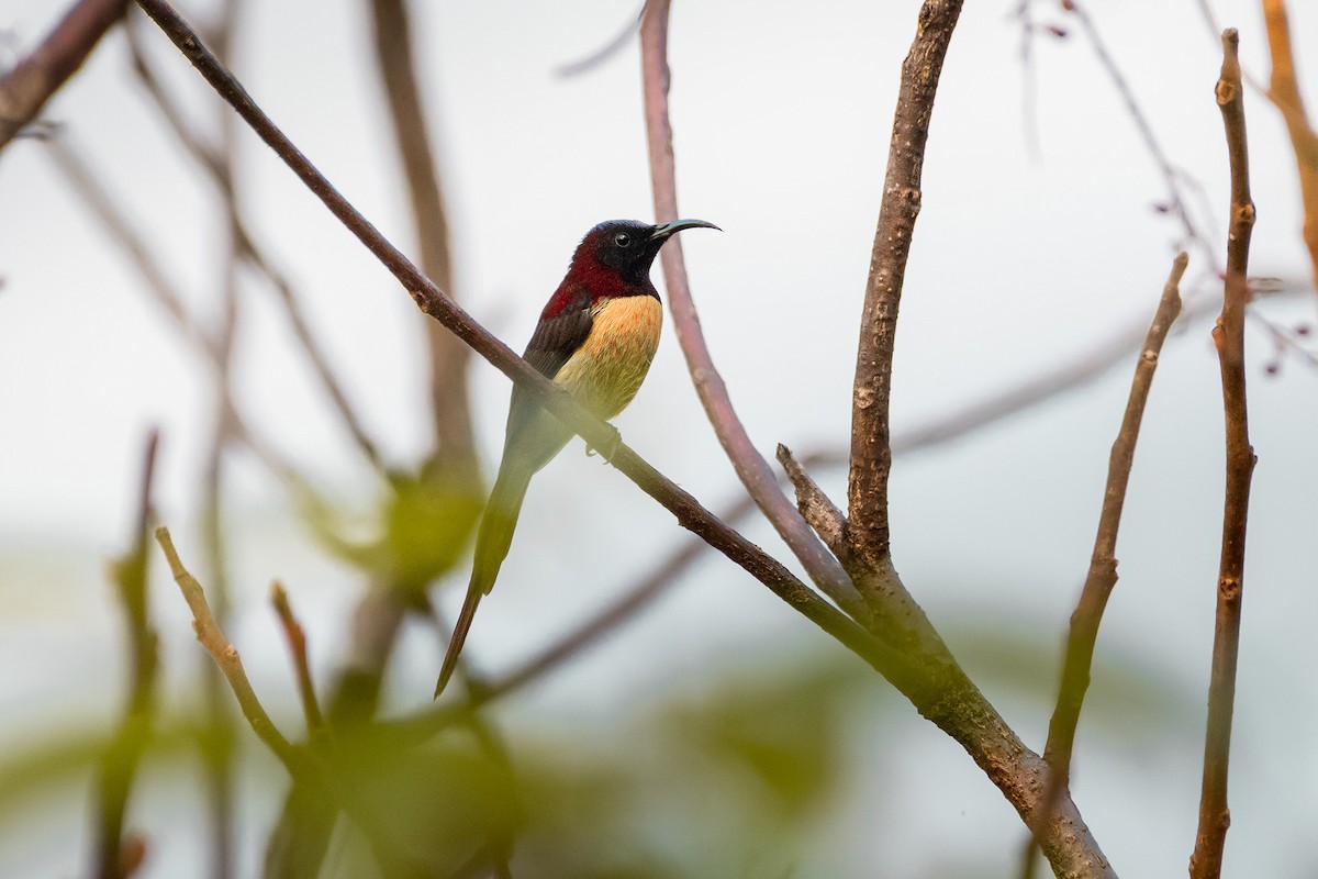 Black-throated Sunbird - ML644533307
