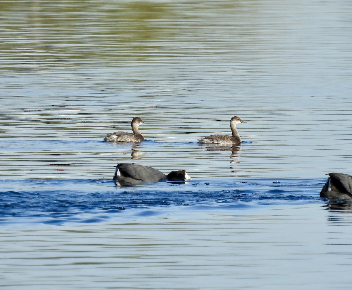 Eared Grebe - ML644533308