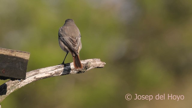 Black Redstart - ML644533309
