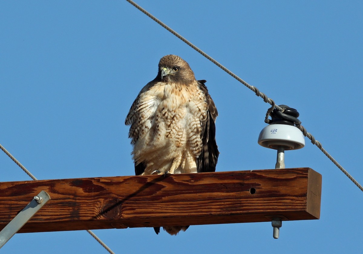 Poiana codarossa - ML644533310