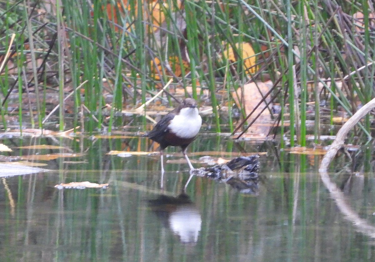אמודאי הנחלים - ML644533311