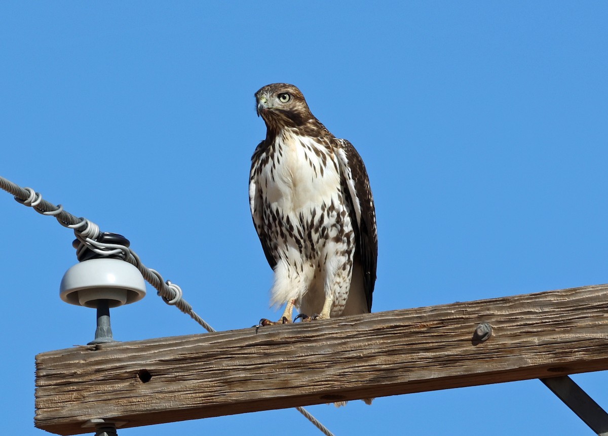 Poiana codarossa - ML644533314