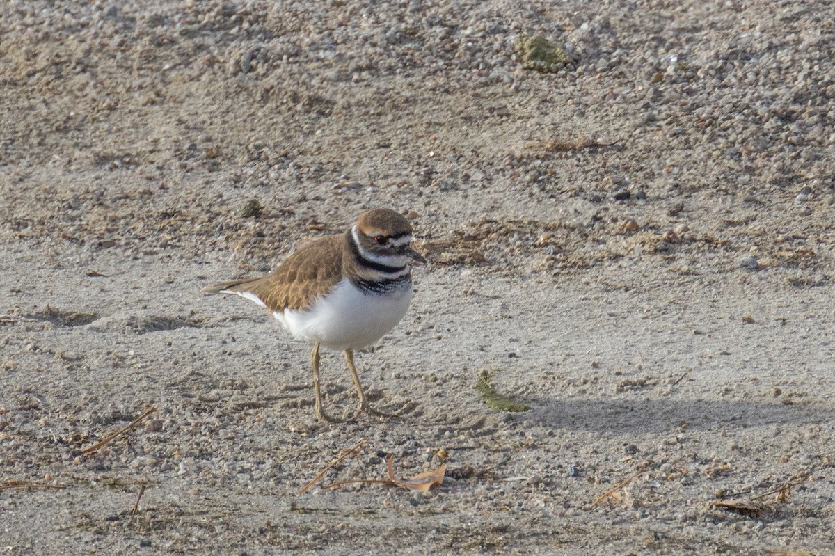 Killdeer - ML644533316