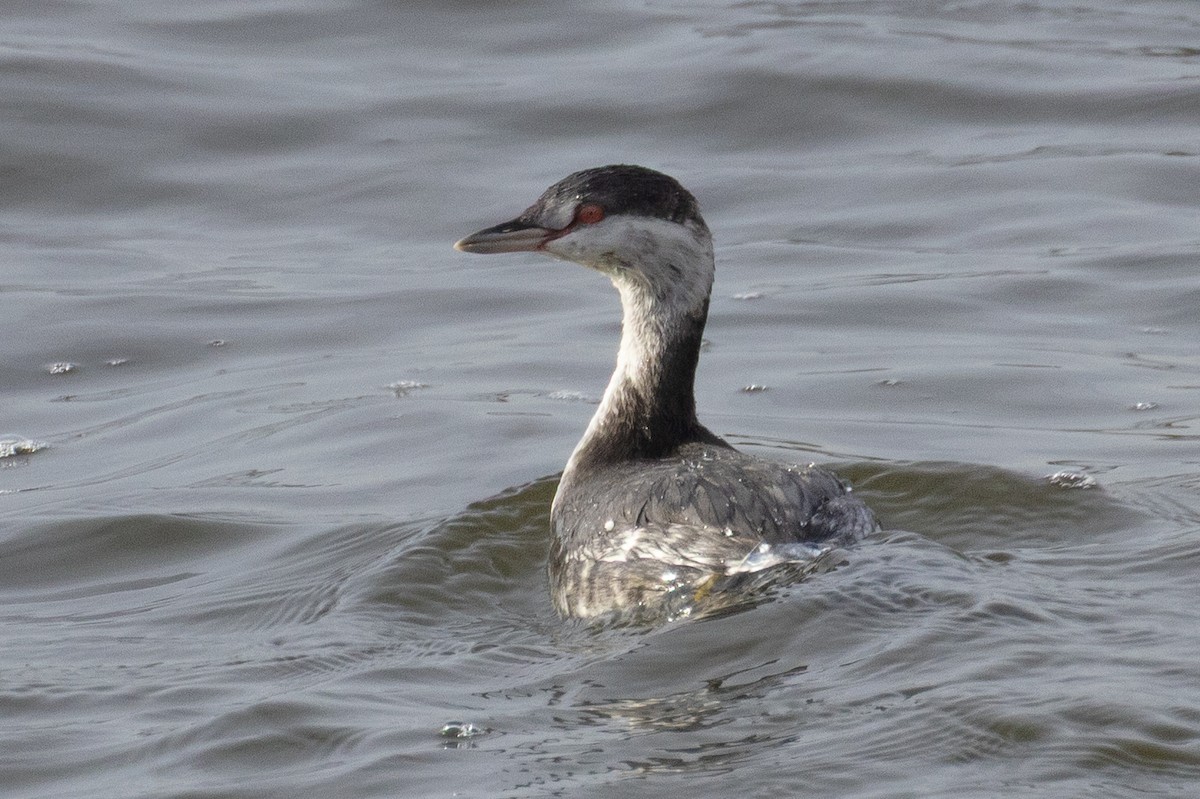 ミミカイツブリ - ML644533322