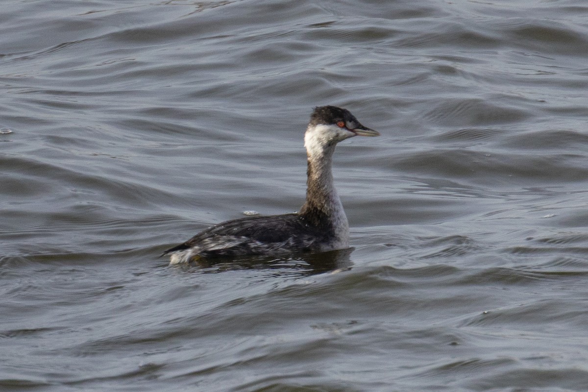 ミミカイツブリ - ML644533323