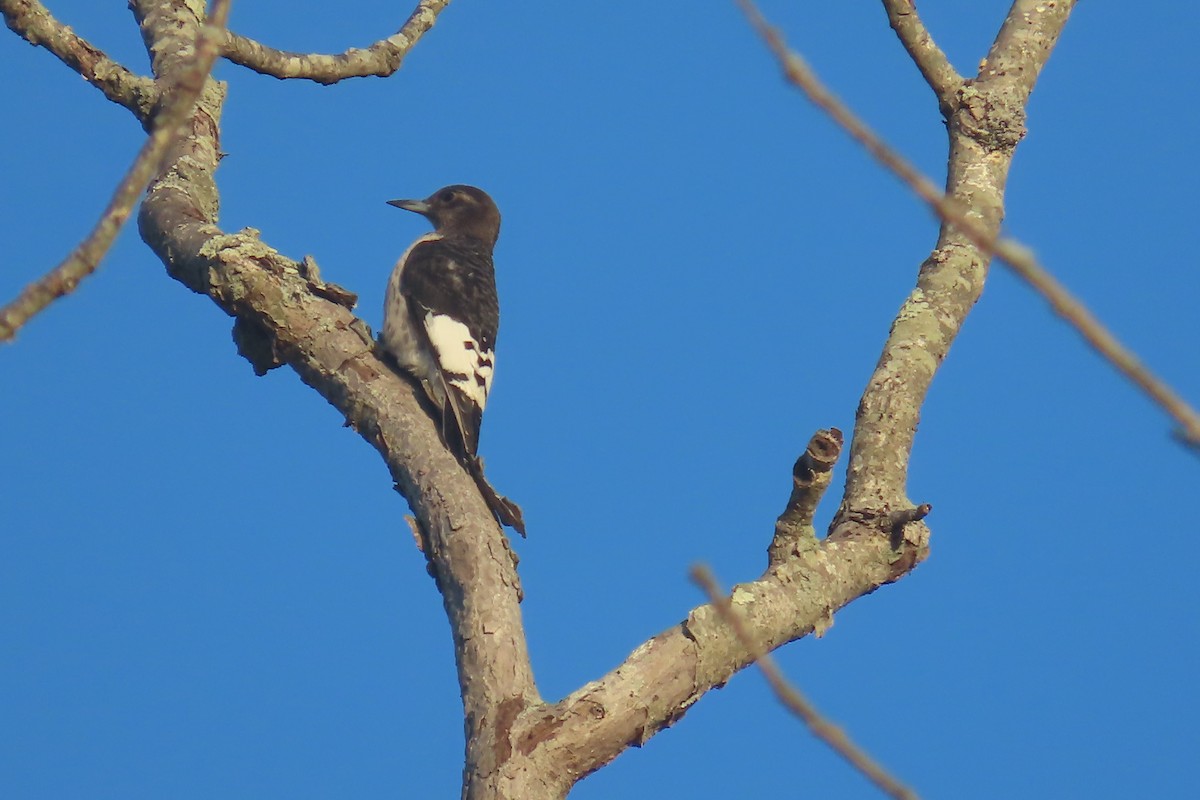 datel červenohlavý - ML644533325