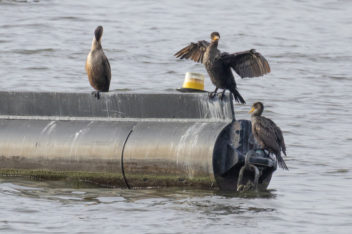 Double-crested Cormorant - ML644533332