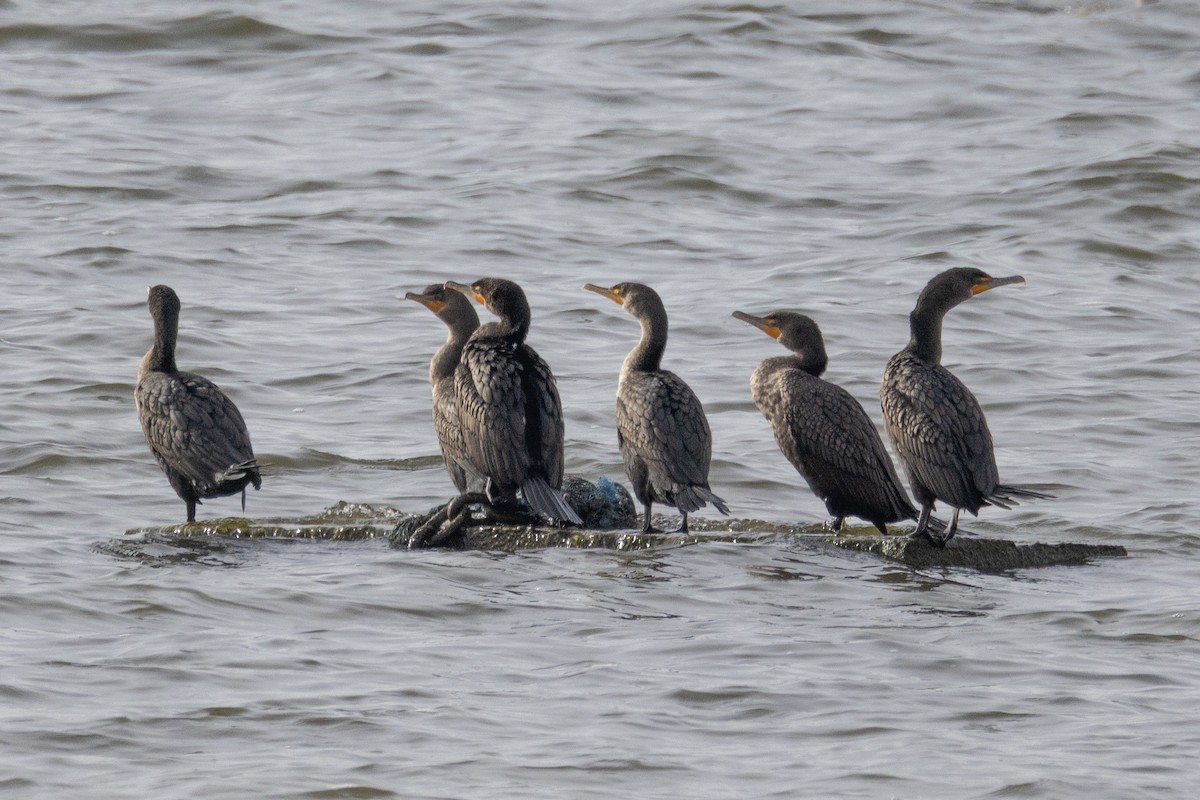 Double-crested Cormorant - ML644533333