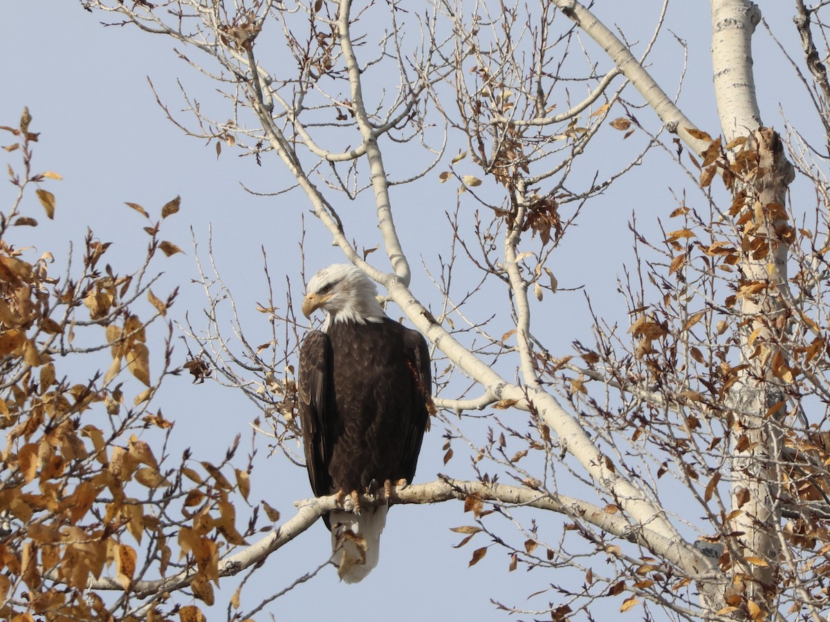 Bald Eagle - ML644533334