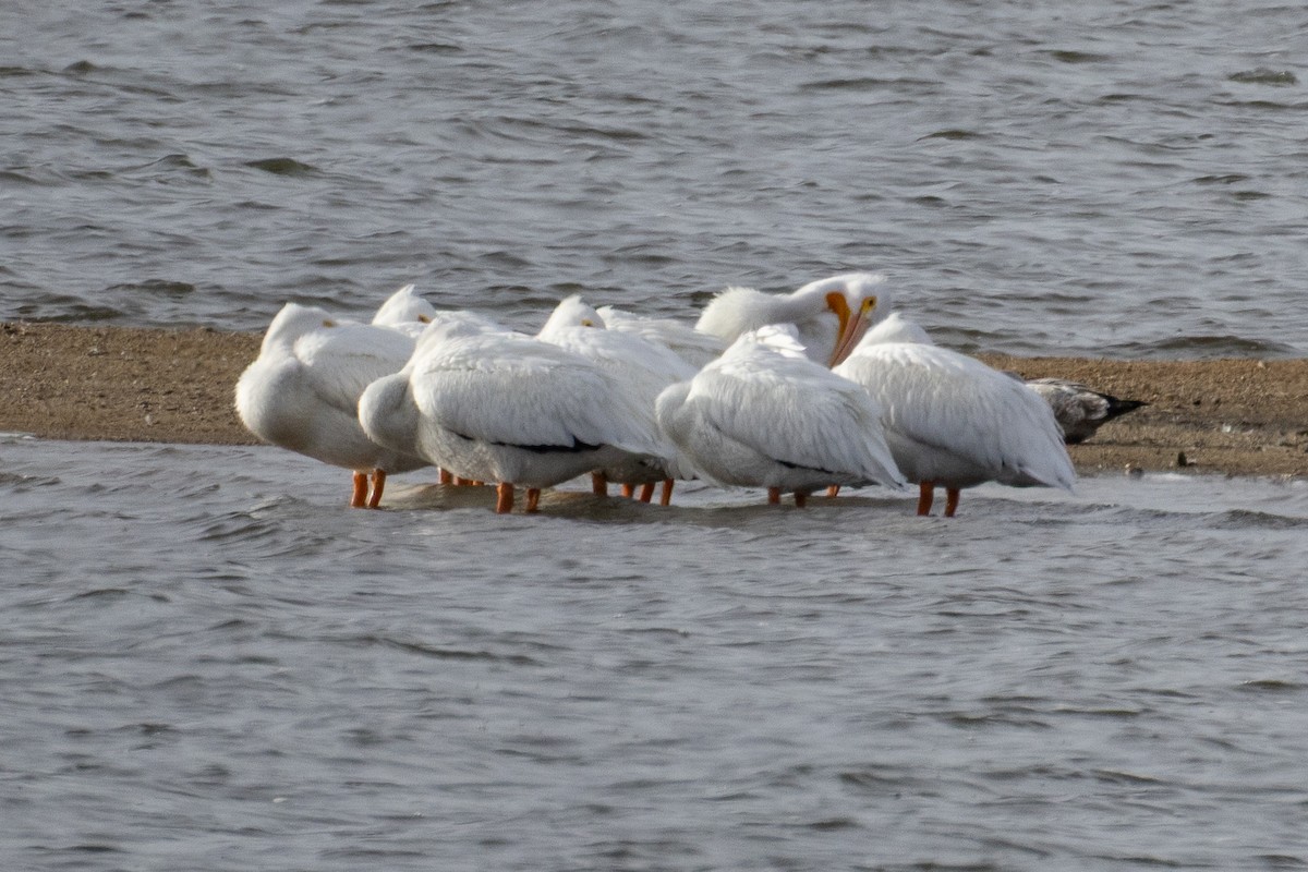 American White Pelican - ML644533339