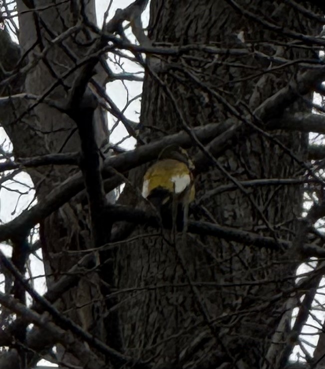 Evening Grosbeak - ML644533342