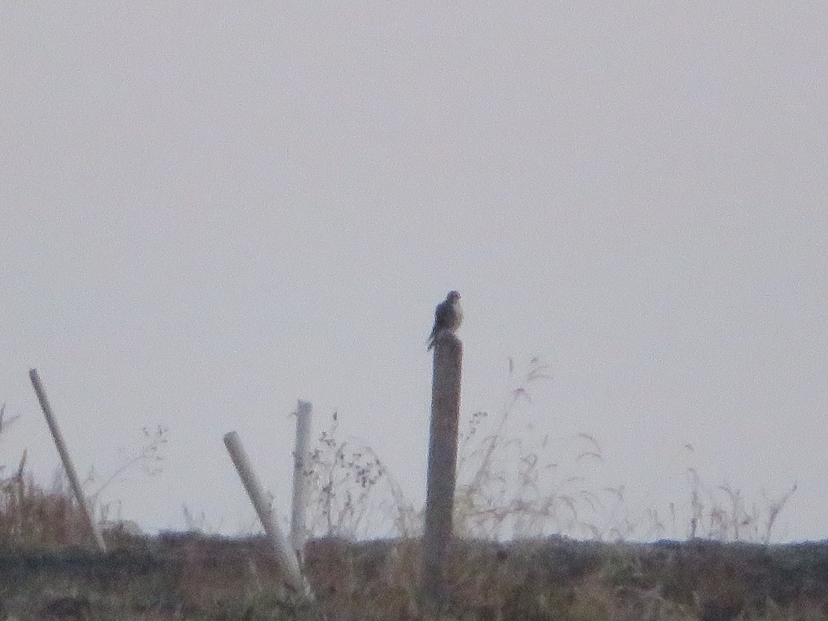 raroh prériový - ML644533343