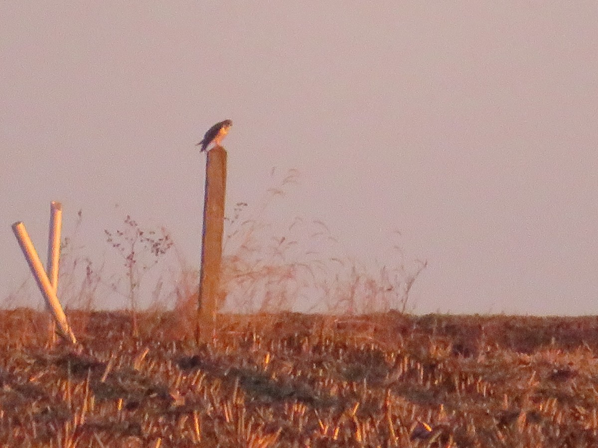 raroh prériový - ML644533344