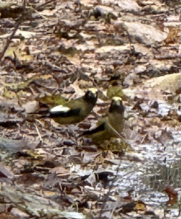 Evening Grosbeak - ML644533345