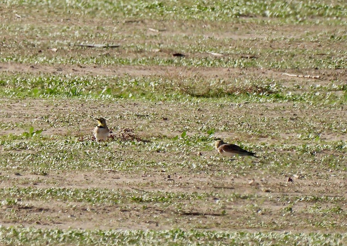 skřivan ouškatý - ML644533355